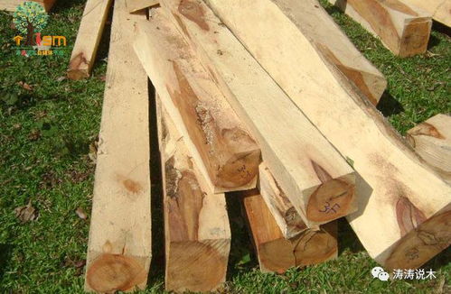 中國木材商采購熱潮加劇越南木材業成本壓力