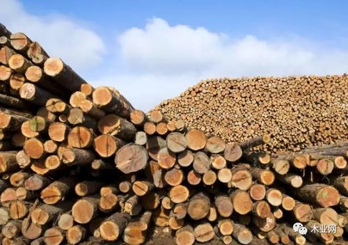 中俄跨境木材交易 邁向整合共贏的新時代